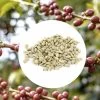 1kg - Café Vert Bio Sueno - Région Altura - Mexique - Décaféiné à L'eau -Bodum Soldes alturamexique