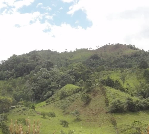 4x250g Café En Grain Bio La Esperanza - Cafés Lugat 8 4x250g Café En Grain Bio La Esperanza - Cafés Lugat – Image 6