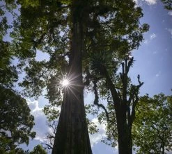 250g Café En Grain Bio The Forest - Terres De Café -Bodum Soldes cafedeforetterresdecafetheforest200g