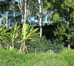 250 G- Café En Grain Coopchebi - LE PIANTAGIONI DEL CAFFE -Bodum Soldes cafeengrainlpdcaltopalomar2