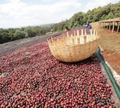 250 G- Café En Grain Dambi Uddo - LE PIANTAGIONI DEL CAFFE -Bodum Soldes cafeengrainlpdcdambiuddo2