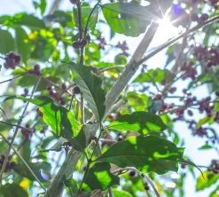 Boite Conservatrice Noire Avec Vide D'air 1kg - Cafés Lugat -Bodum Soldes cafeier