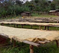 1 Kg - Café En Grain : Ethiopie - Moka Yrgacheffe CAFÉS LUGAT -Bodum Soldes ethiopie yrgacheffe cafe grains2