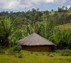 1 Kg - Café En Grain : Ethiopie - Moka Yrgacheffe CAFÉS LUGAT -Bodum Soldes ethiopie yrgacheffe cafe grains3