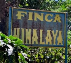 250g Café En Grains - Himalaya Pineapple - THE BARN -Bodum Soldes finca himalaya