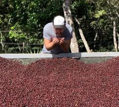 250g Café En Grains - Himalaya Pineapple - THE BARN -Bodum Soldes himalaya cerise caf