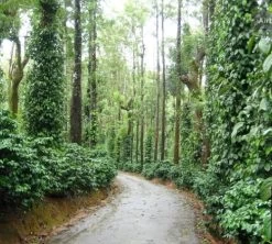 Café En Grains : Inde - Malabar - 1Kg - Cafés Lugat -Bodum Soldes inde malabar moussone 1