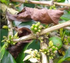 Café En Grains : Inde - Malabar - 1Kg - Cafés Lugat -Bodum Soldes inde malabar moussone 2