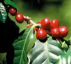 Café En Grains : Inde - Malabar - 1Kg - Cafés Lugat -Bodum Soldes inde malabar moussone 3